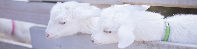 �Y�_���e�t�N�����W���O ���i�`���[�� ���b�` ���C�X�g �N�����W���O���T�C�g